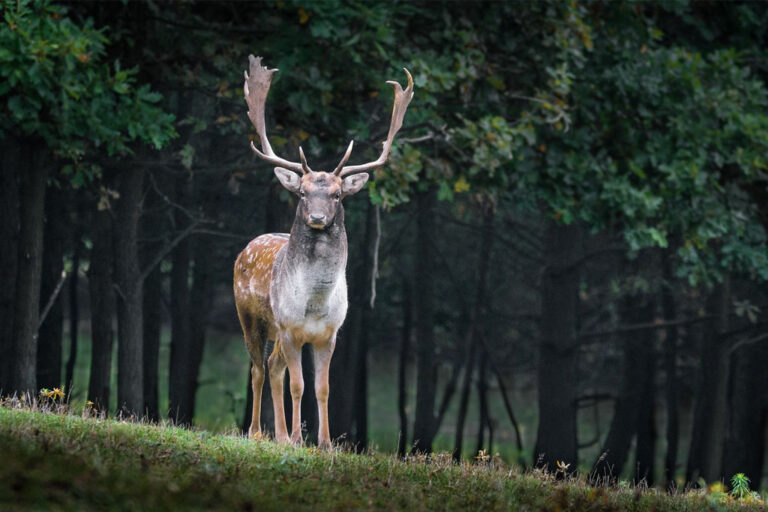 Was der Hirsch mit Coaching zu tun hat